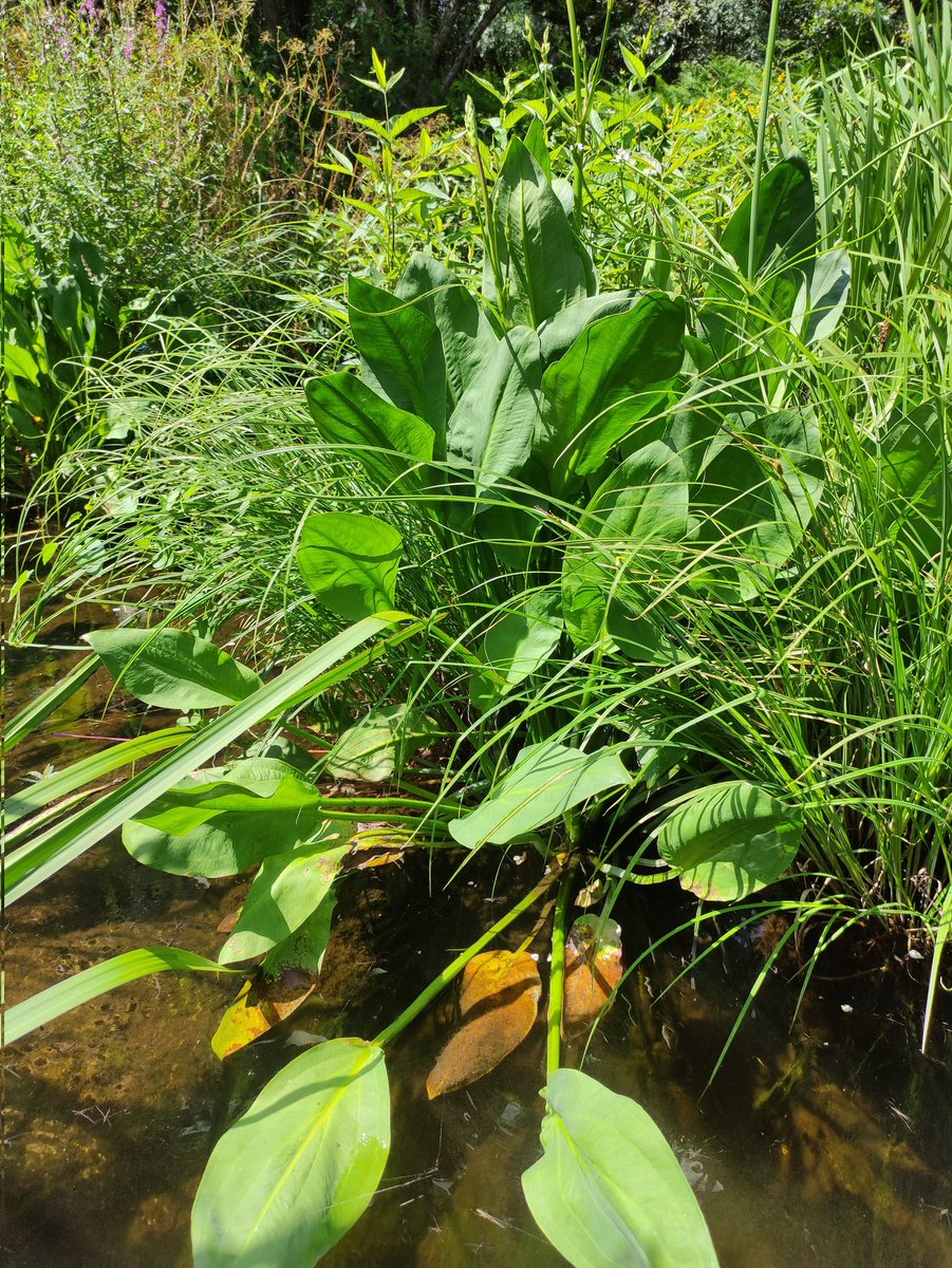 asierrl's tweet photo. #horadaflora #wildflowerhourgz
Hoxe comezo cos pés na auga, con Potamogeton perfoliatus e Alisma plantago-aquatica, do Ulla, augas arriba do encoro de Portodemouros. Unhas fotos un pouco tristes, pero... https://t.co/mHUpdaQQIQ