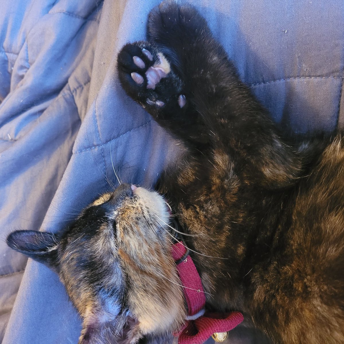 The first week with our new kitten has been amazing. She's such a bundle of love, madness and snuggles 💕