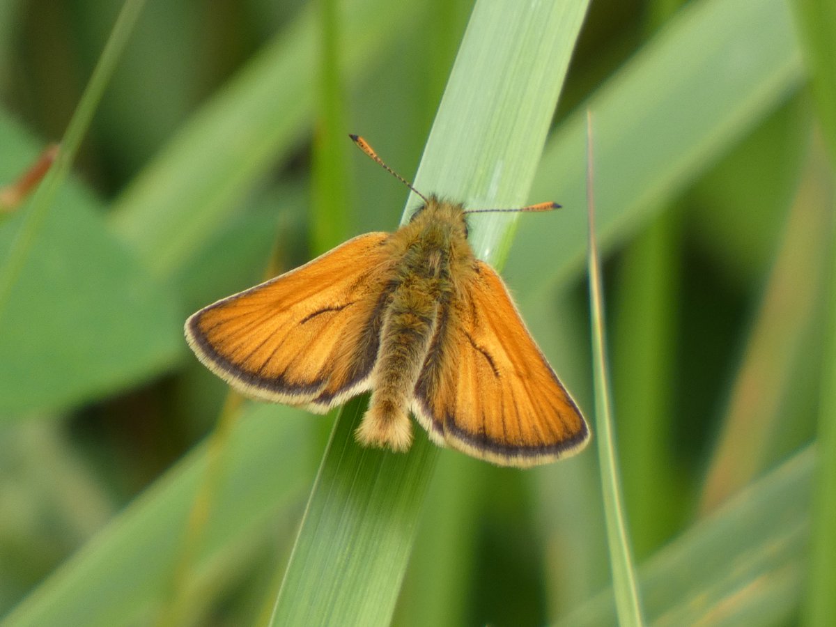 James Timms (@jamestimms5) on Twitter photo With 114 individuals the Small Skipper was by far the most numerous butterfly on this week transects. We finished just shy of last weeks total with only 498 individuals counted from 18 species. <a href="/BCWarwickshire/">BC Warwickshire</a> <a href="/savebutterflies/">Butterfly Conservation 🦋</a> @ukbutterflies <a href="/NatureUK/">NatureUK</a> <a href="/NaturalEngland/">Natural England</a> <a href="/WKWT/">Warwickshire Wildlife Trust</a> With 114 individuals the Small Skipper was by far the most numerous butterfly on this week transects. We finished just shy of last weeks total with only 498 individuals counted from 18 species. <a href="/BCWarwickshire/">BC Warwickshire</a> <a href="/savebutterflies/">Butterfly Conservation 🦋</a> @ukbutterflies <a href="/NatureUK/">NatureUK</a> <a href="/NaturalEngland/">Natural England</a> <a href="/WKWT/">Warwickshire Wildlife Trust</a>
