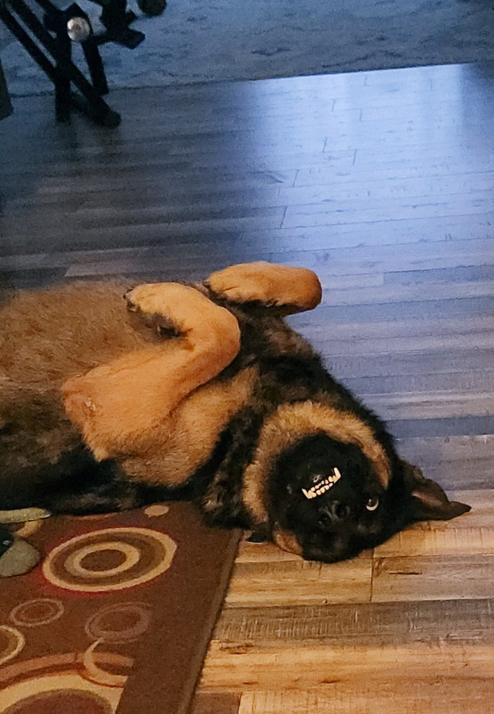 Smiling like he didn't just have a dead gopher in his mouth. 😝
#GSDLife #DogMom #MyBigLebowski