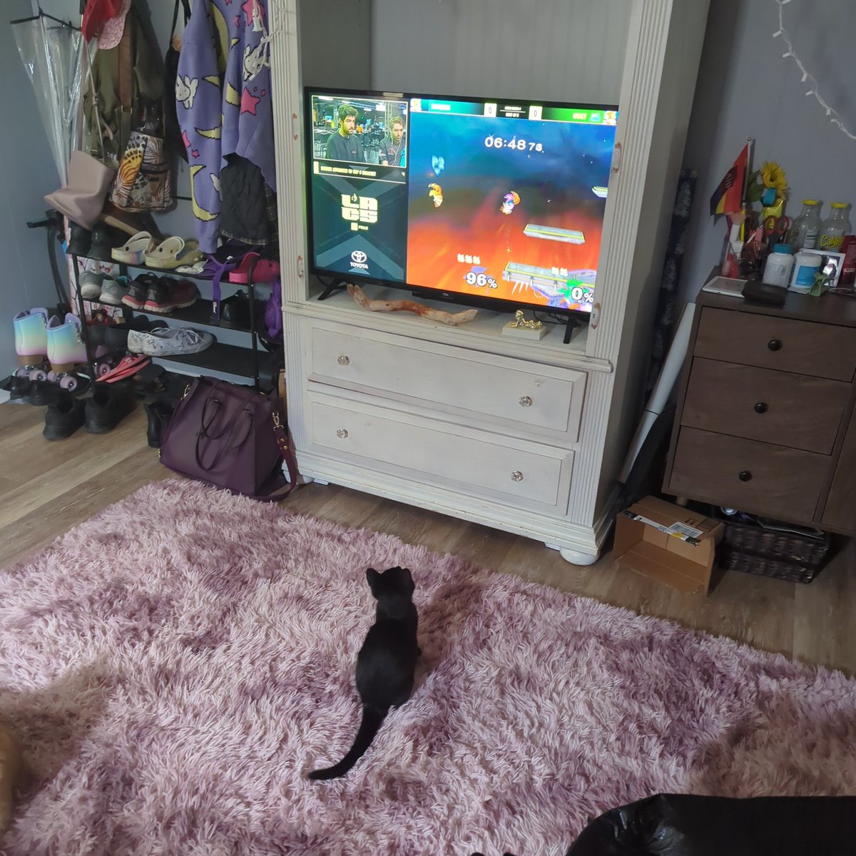 4bluntsin20mins's tweet photo. My cat is a Moky fan #lacs5 #moistesports https://t.co/Y9xNvjk3oF