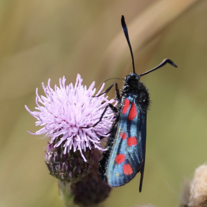 Bad pic but chuffed to see Silver Washed Fritillary in Weymouth today. It was hanging round with a Comma butterfly so I almost missed it. Common Blue and a nice spotty moth too. 
At Lorton Meadows