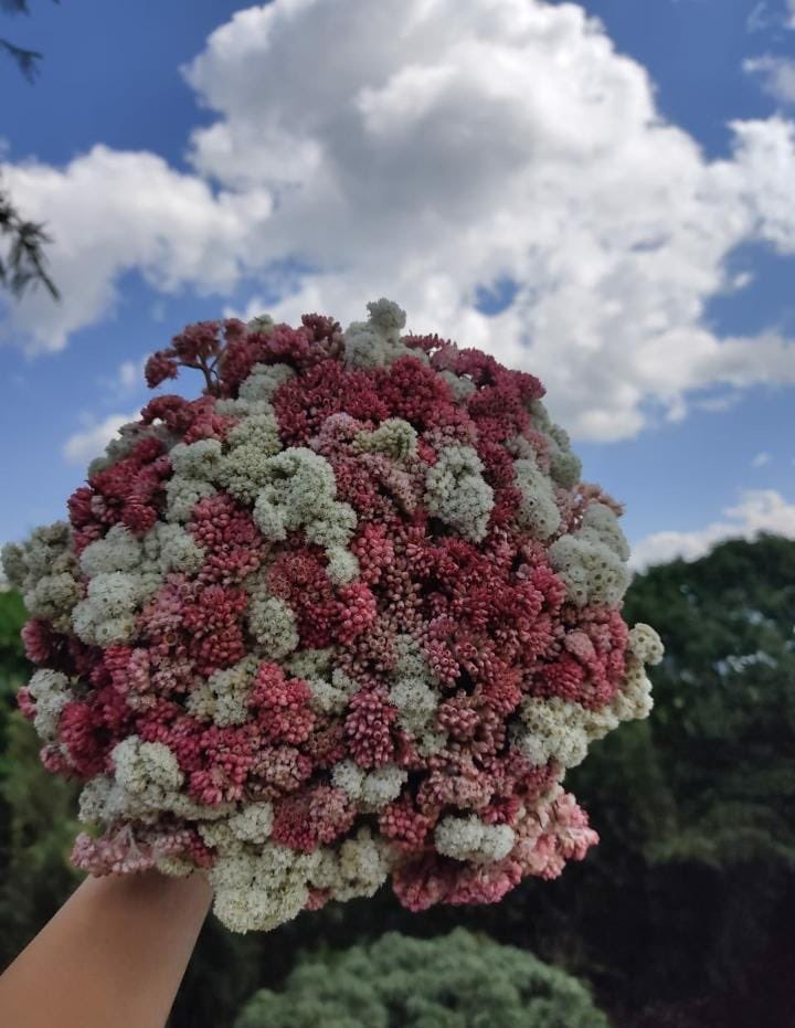 macnok_'s tweet photo. Lovely dry-dyed ( Natural) flowers now available at “HOM” https://t.co/7PixnNIxpO