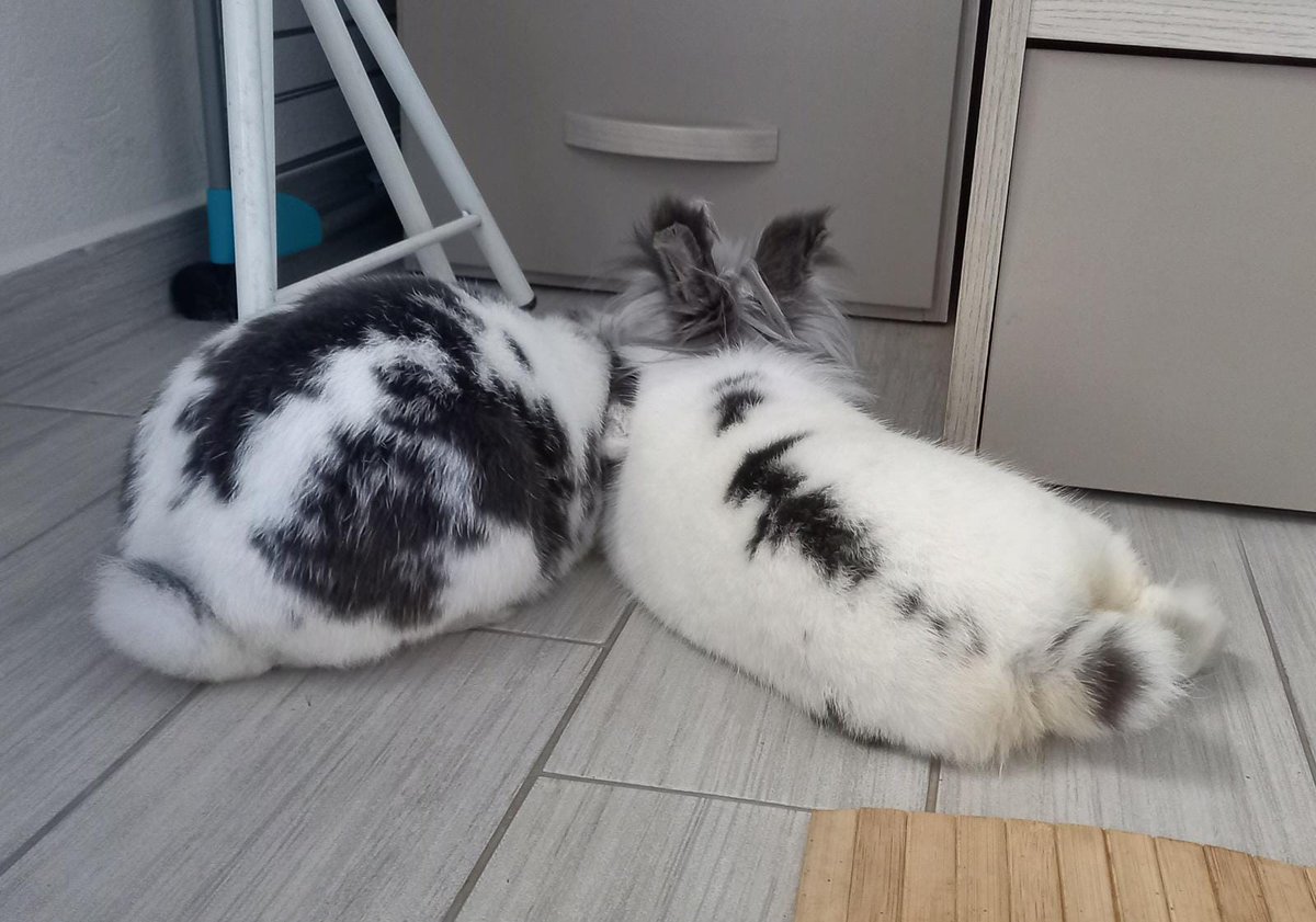 I miei bimbi 😍
#codini #conigli #bunny