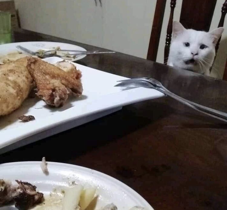 SenoritaConNepe's tweet photo. La cara de mi gato al ver qué cocine a su amigo porque tuve antojo de comida China 🇨🇳🐈
#TweetOriginal #ComidaChina #Sorry #OmeNooo #bigstage2023 #CopaOro2023 #bbcpresenter #HappyBirthdayARMY #LaDoctoraPrescripcion #Wimbledon https://t.co/EvR6tHGPeJ