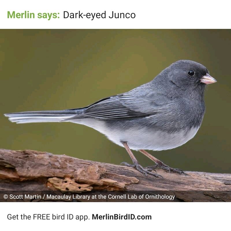seeberga's tweet photo. This app is pure joy #merlinid https://t.co/Qw9JLsJWRz
