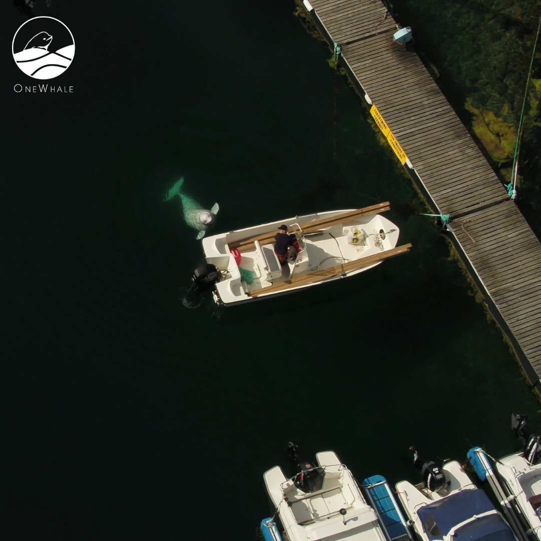 onewhaleorg's tweet photo. 🐋 Hvaldimir: Out of Habitat or Solitary Sociable Cetacean? 🌊
You can read more about this on our Facebook or Instagram. Follow us while your there! 🙌🏼 https://t.co/DkNdLlXX7T
#beluga #whitewhale #hval #hvaldimir https://t.co/SqpplpJnPA