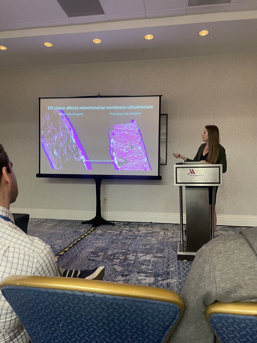 MartinaMaritan's tweet photo. Discovering the world of Mitochondria #tomograms with the one and only @nani_grotjahn ๐๐งจ๐ฌ#ACA2023 https://t.co/pwQN6C6VLv