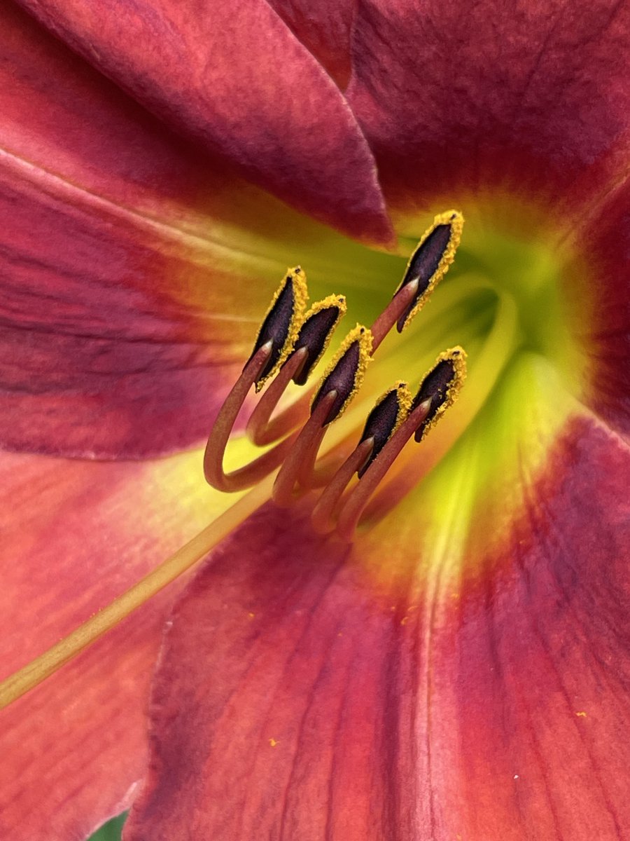 FlanaganBio's tweet photo. Behold the beauty of a daylily! Imagine you are a bee—see the yellow guiding you down to where the yummy nectar is? And, notice the pollen that will soon be all over you? Yeah—the flower knows what it’s doing🤣 #NatureBreak https://t.co/sNTLcTVUZe