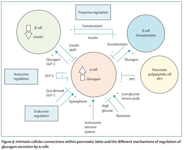 The Lancet Diabetes & Endocrinology on Twitter "Glucagon, from past
