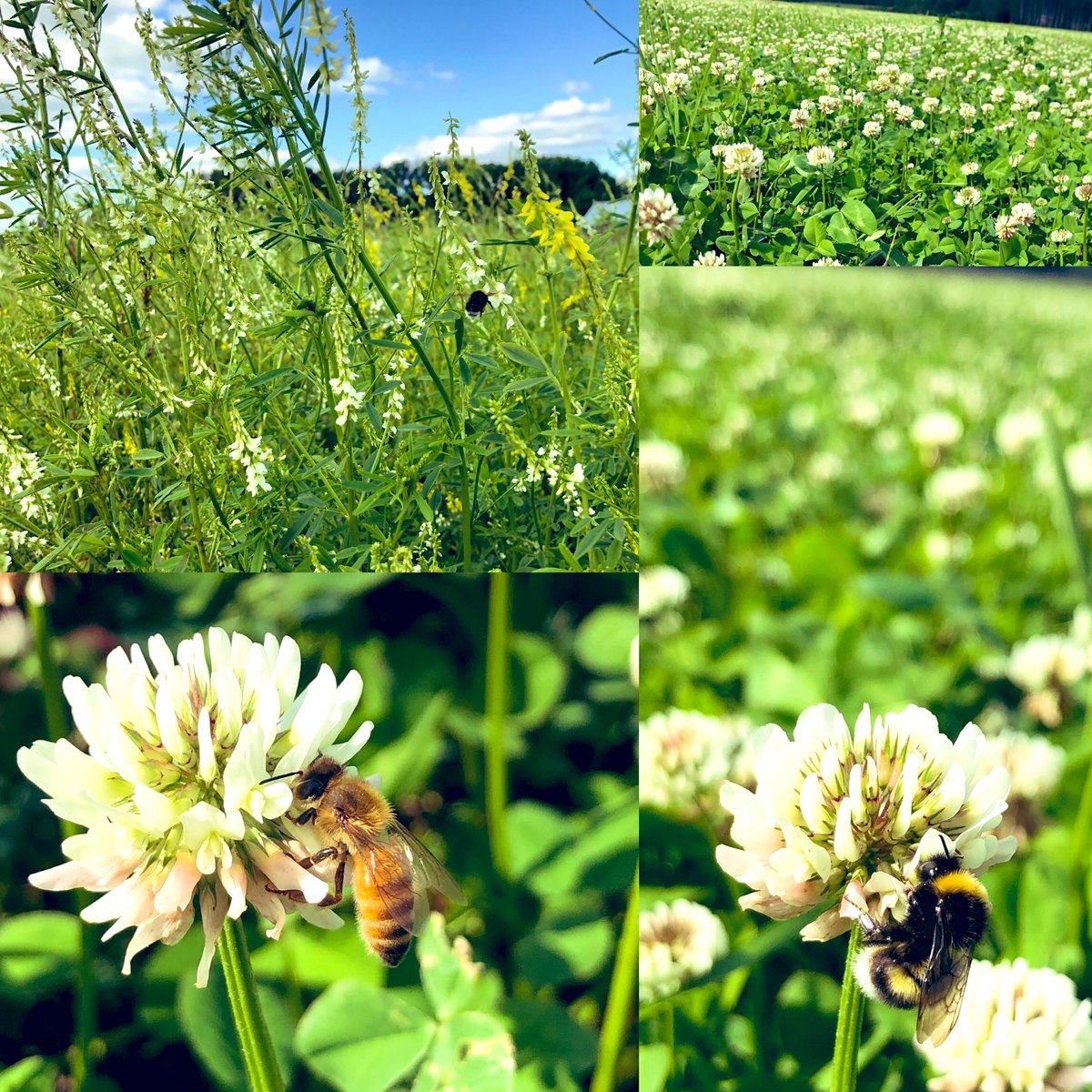 JPunttila's tweet image. Twitterissä näkynyt pihojen valkoapilakuvia . 
Pellollakin kävi nyt melkoinen pörinä valkoapiloiden ja mesikän kukissa 😊

#pölyttäjät