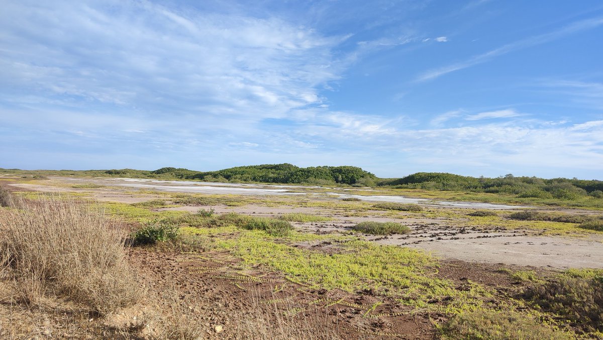 Sheccid Chagoya (@sheccidconserv) on Twitter photo This is one of my favorite places and the main reason ornithology became my passion. I'm very glad to announce I got admitted to study a life science master degree in CICESE <a href="/PCVida_CICESE/">Posgrado en Ciencias de la Vida CICESE</a>, focusing my research on shorebird conservation. This is one of my favorite places and the main reason ornithology became my passion. I'm very glad to announce I got admitted to study a life science master degree in CICESE <a href="/PCVida_CICESE/">Posgrado en Ciencias de la Vida CICESE</a>, focusing my research on shorebird conservation.