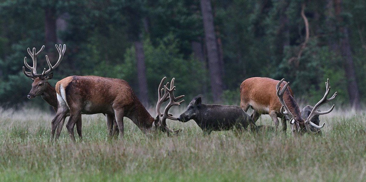 TuitMark's tweet photo. Vandaag was een trieste dag. Voor de boer die gebeten werd door een #wolf en de #wolf die uiteindelijk werd doodgeschoten @ProvDrenthe. We moeten dit dossier echt snel anders oplossen. Het wordt de hoogste tijd voor #grootwild in @ProvDrenthe. https://t.co/choMJrxN8T