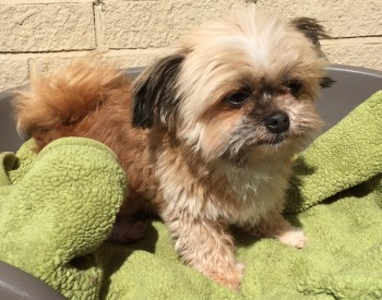 millypod1's tweet photo. 🆘8 JULY 2023 #Lost LOTTIE #ScanMe
ELDERLY Red/Brown Cross Breed Female
Cross Lane #Faversham #Kent #ME13 https://t.co/QGnDNzlkeg https://t.co/AjBGeB5Jvl