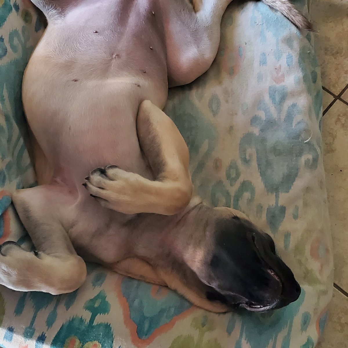 MoonViatorem's tweet photo. #Meika executing perfet chillaxin' form on a 104' Sunday.
#SafemoonFam #CryptoFam
Not you @Safemoon, you guys keep working. same goes for @DonBaileySpeaks & @GOTTI_MProtocol
we'll all be here when you're finally drop the goodies.
j/k
@LemmeHollyatU @rla323 @Blairosophy https://t.co/FlPadpq0XO