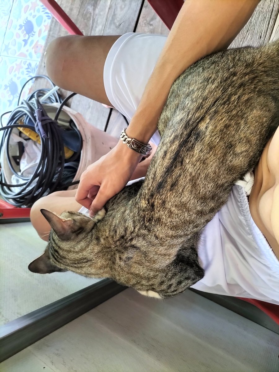 เหมียวๆ
#โรจนะ