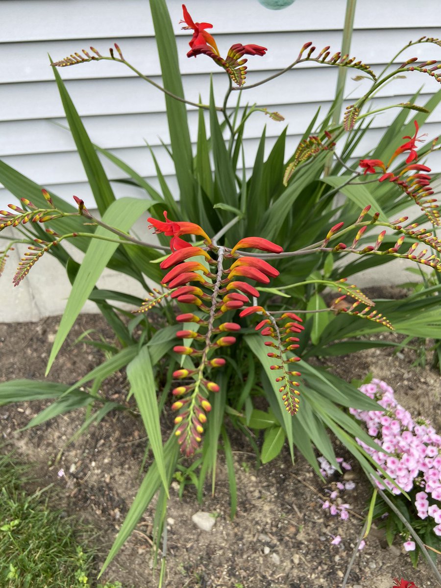 MaryEP63's tweet image. My Lucifer Crocosmia aka Devils Tongue has the need for a #LuciferMovie
@warnerbrostv @netflix @JBFilms #Lucifans