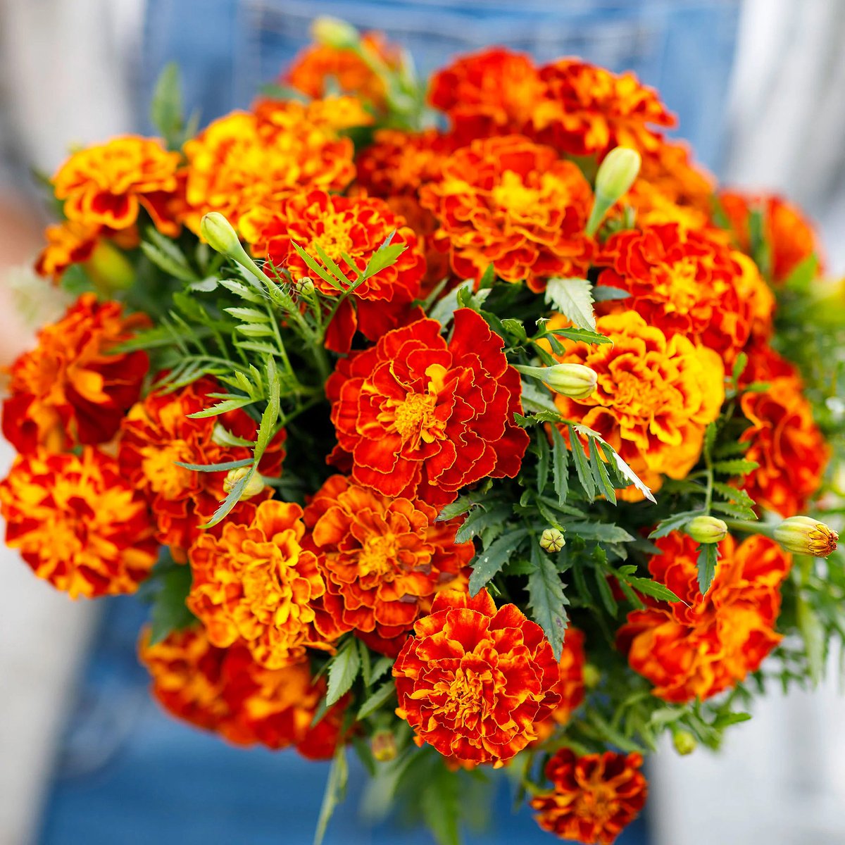 PlantSnap tweet media