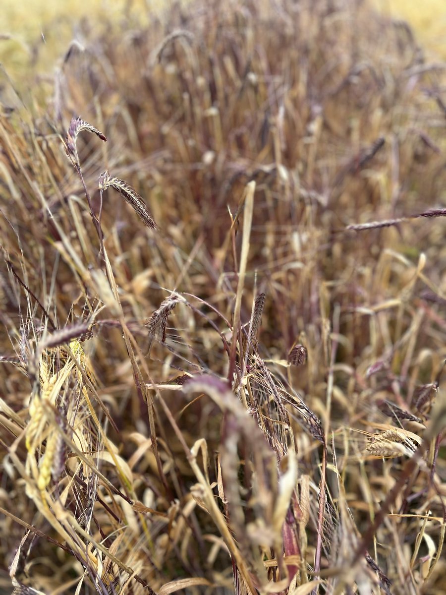 Claire Taylor tweet media