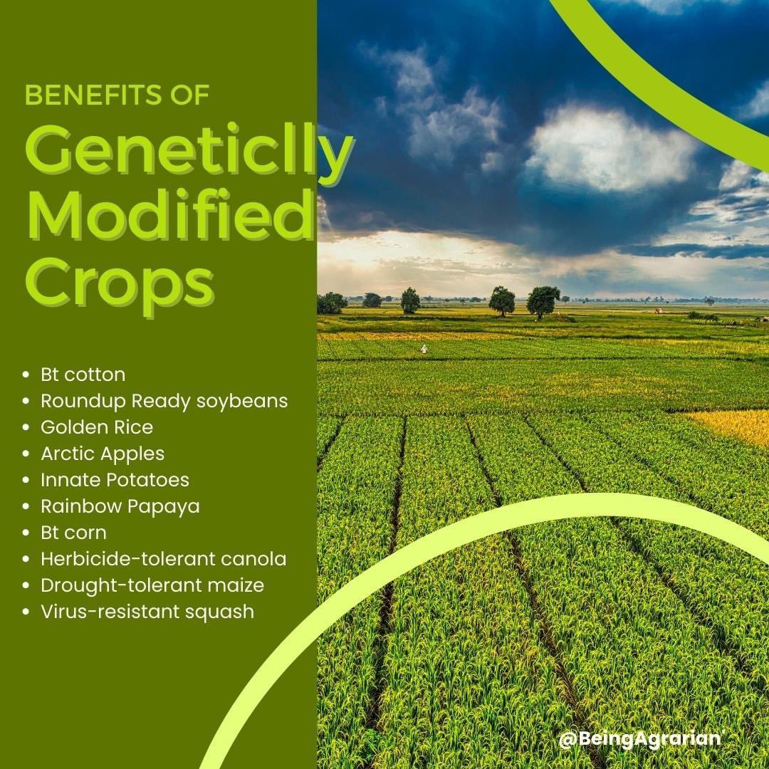 BeingAgrarian's tweet image. Genetically modified crops, such as insect-resistant Bt cotton and disease-resistant papaya, have been developed to improve crop yields, reduce pesticide use, and enhance food security.

Follow @BeingAgrarian 

#GeneticallyModifiedCrops #sustainability