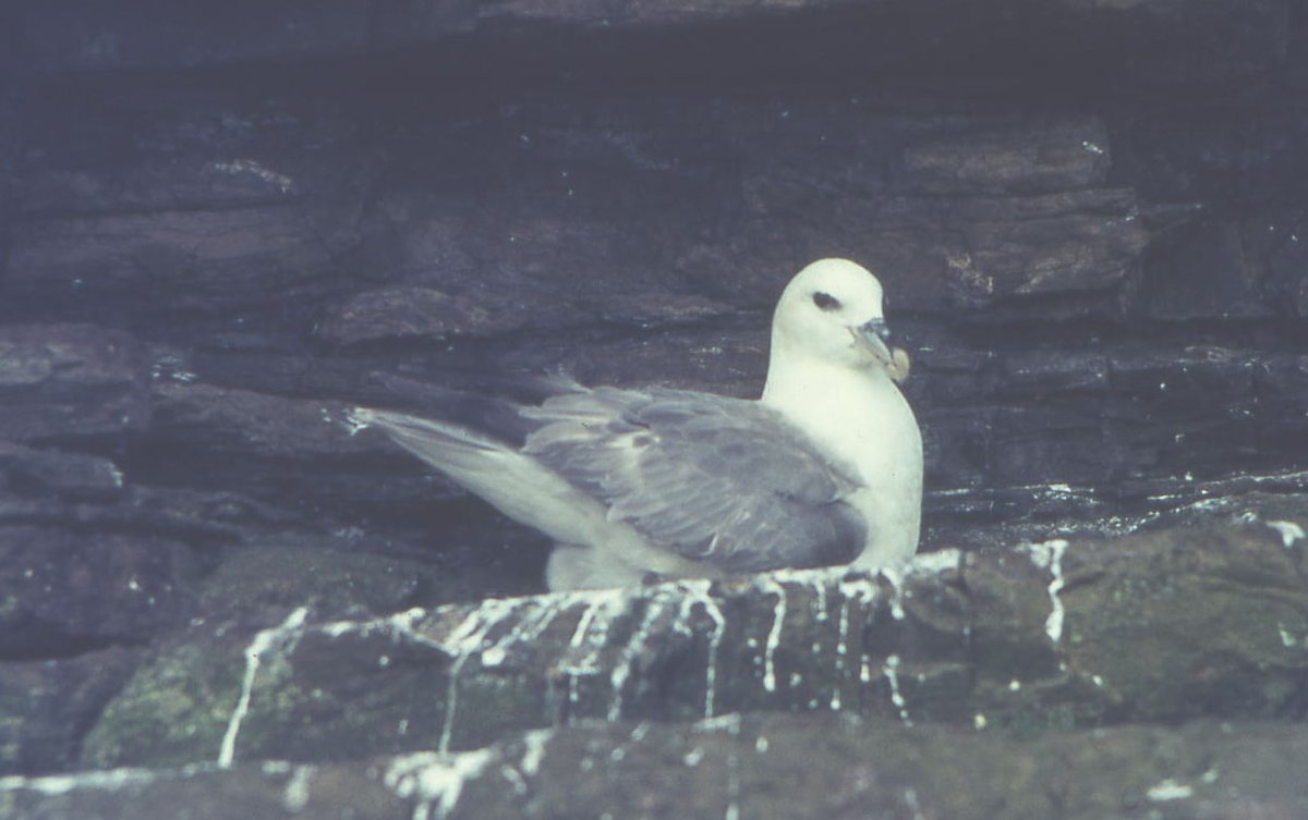 Bob Swann tweet media