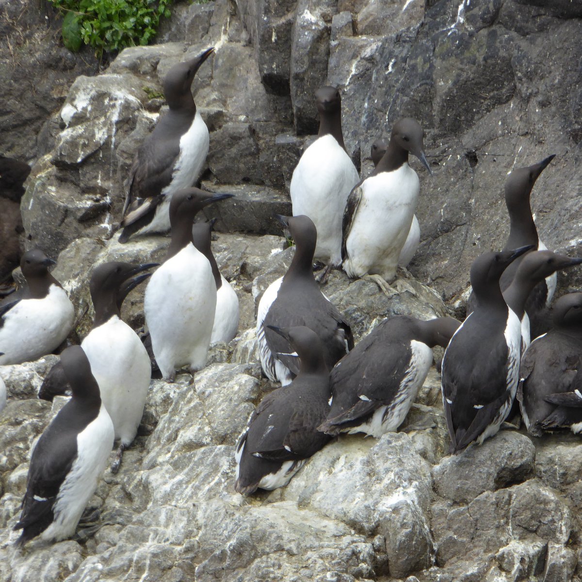 Back from monitoring seabirds on Isle of Canna. Thankfully no sign of birds currently being affected by bird flu, but following last summer's outbreak razorbill down 32%, guillemot down 58% and fulmar down 68%. Shag, kittiwake and puffin OK.