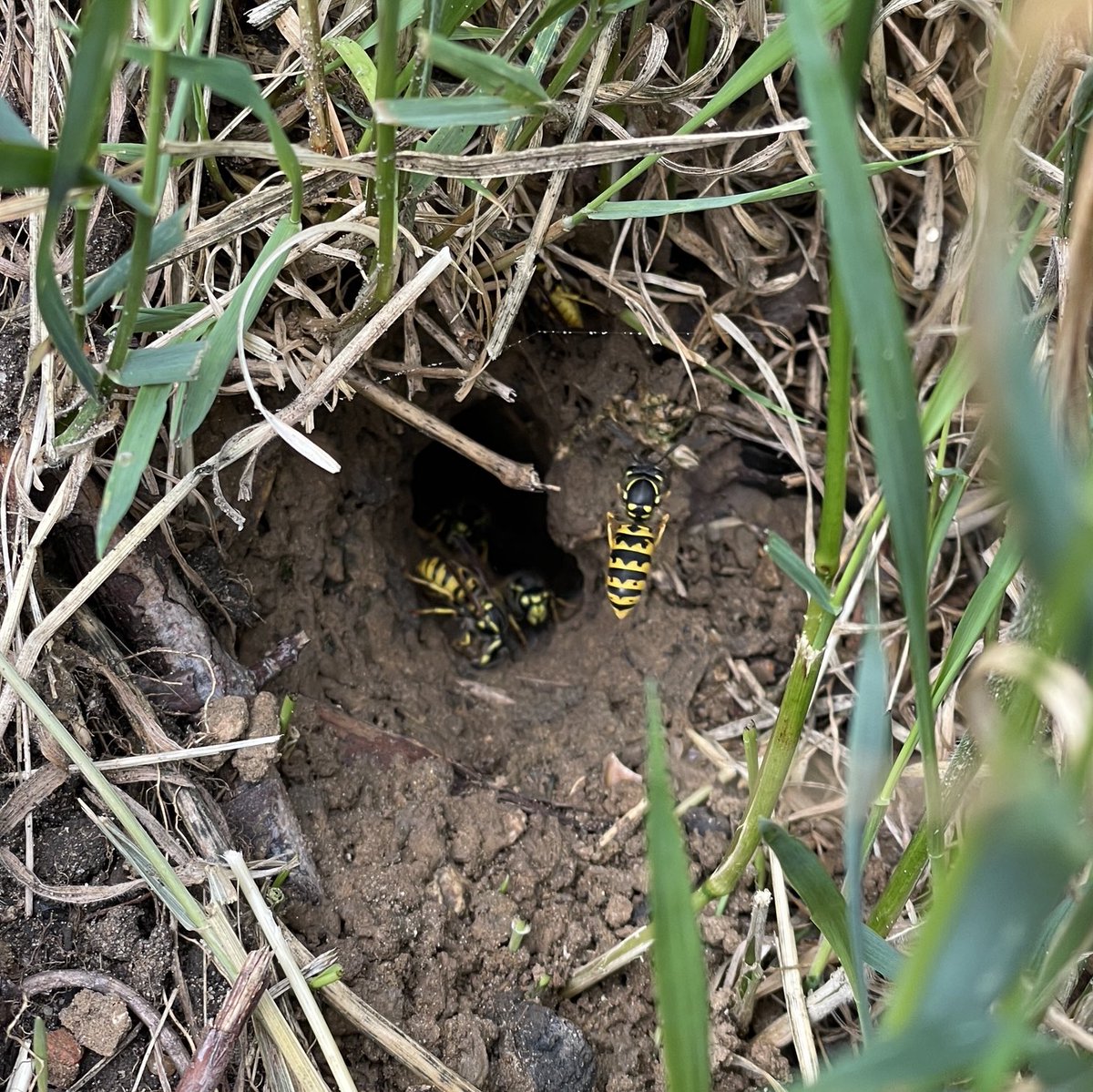 rhcaseby's tweet photo. Entrance to a wasp nest near the @Sustrans #PhoenixTrail in Thame. I understand why some people worry about wasps but they are really important in ecosystems. Please leave them to go about their business and they’ll leave you alone. https://t.co/05be2iW1zG