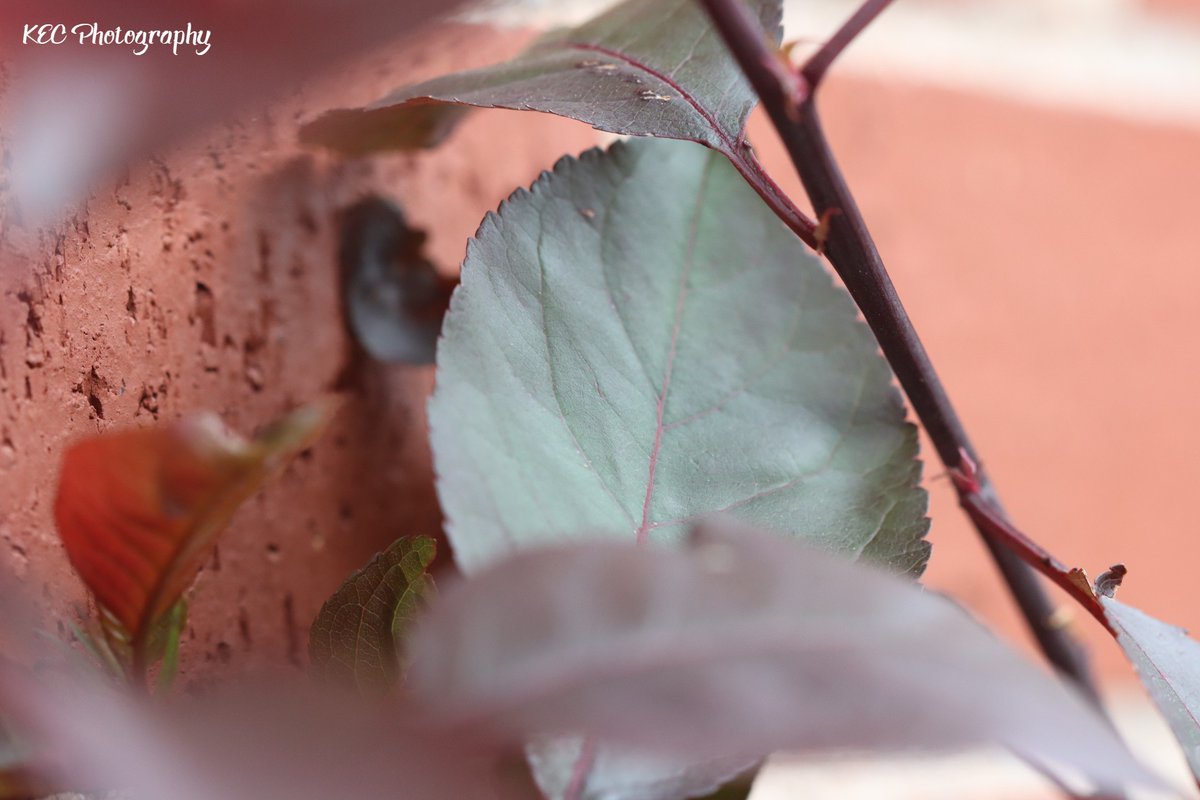 kecolwell's tweet photo. Bush up against the brick wall - 16 June 2023

#KECPhotos #myNBpics #nofilters #backyardphotography #nature #leaf #leaves #summer #NaturePhotography #plant #plants #bushes #macro #macrophotography https://t.co/tSx43EKzl5