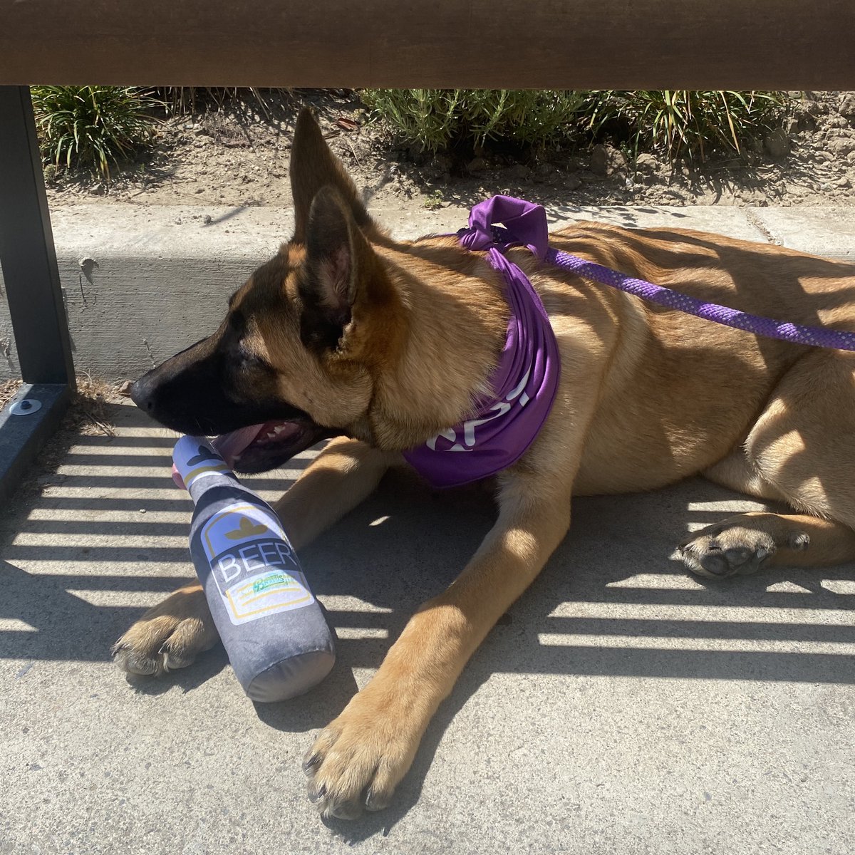 Bravus Brewing Co. tweet media