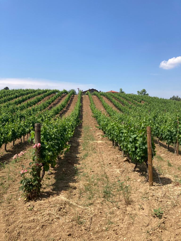 ErcanKuzoluk's tweet photo. Those from you... I wish our precious farmer Cemil from Canakkale/Eceabat a fruitful season... #azoxytrobin #mastercop #malathion #cypermethrin https://t.co/EZku6GxzAT