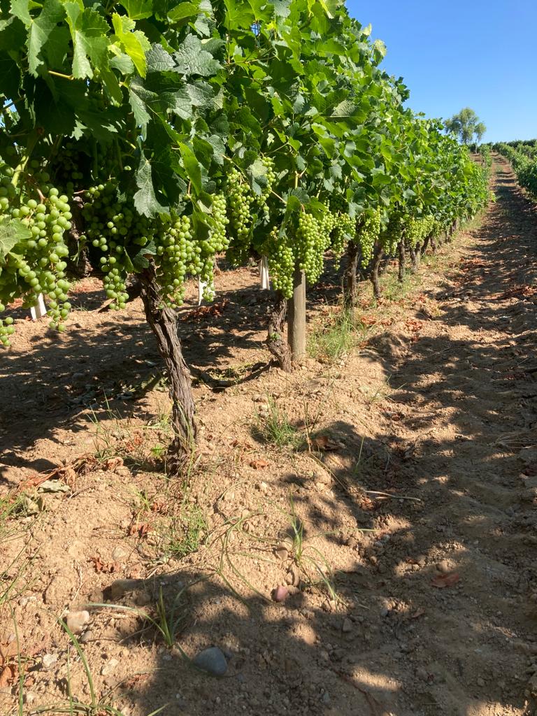 ErcanKuzoluk's tweet photo. Those from you... I wish our precious farmer Cemil from Canakkale/Eceabat a fruitful season... #azoxytrobin #mastercop #malathion #cypermethrin https://t.co/EZku6GxzAT