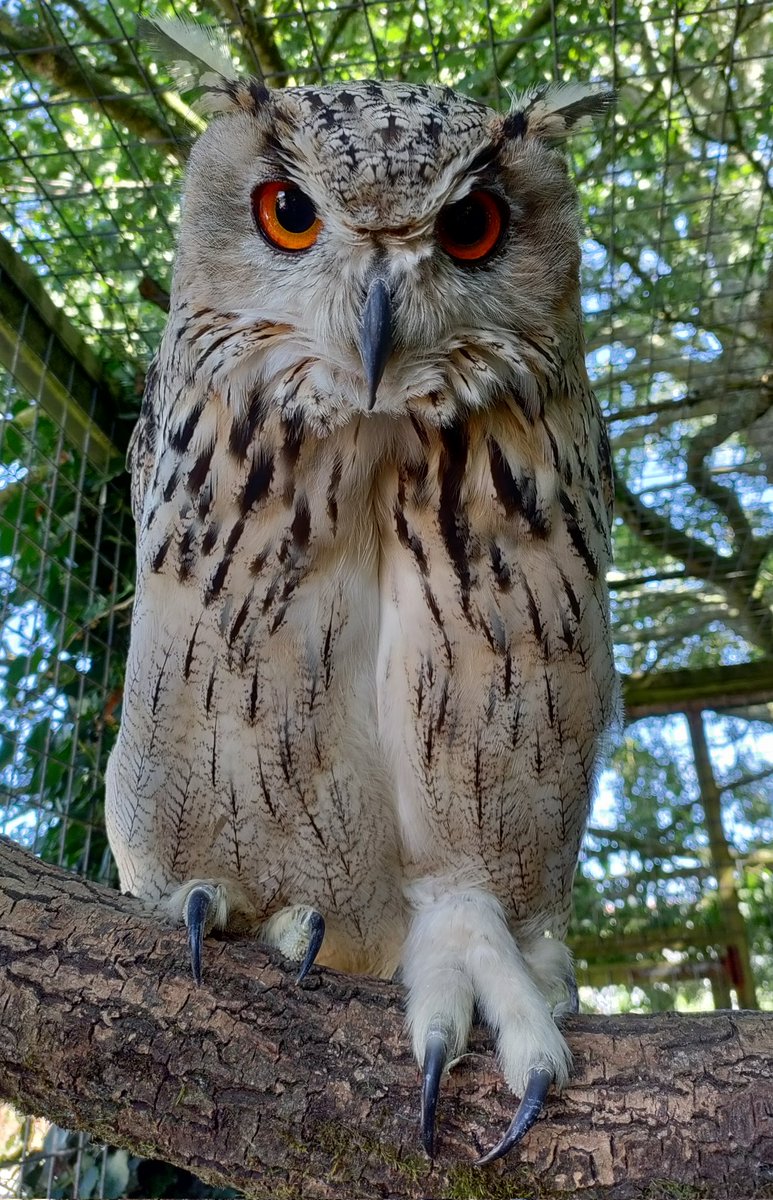 Go on, I dare you!😈🦉