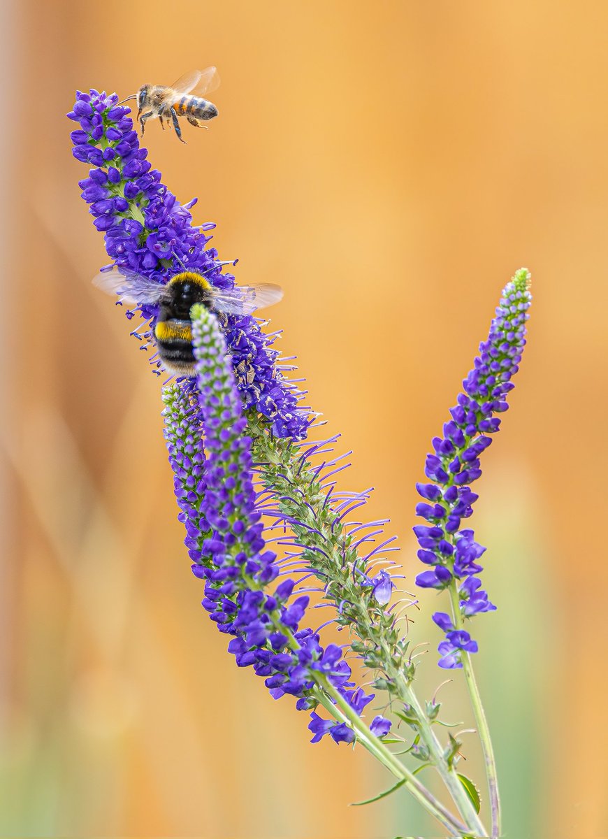 PaulLangley18's tweet photo. Nice to see the bees busy 🐝 on the banks of the river Eden, Cumbria @cumbriawildlife @CumbriaMagazine @PictureCumbria #wildlifephotography #WildFlower @EdenRiversTrust https://t.co/bR8lIOrIbH