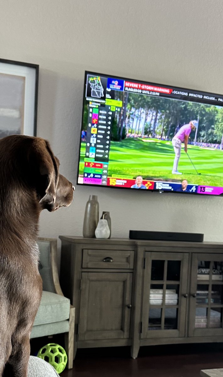 Caymus loves chasing Birdies and watching <a href="/livgolf_league/">LIV Golf</a> ⛳️🐥

#livbroadcast #LIVgolf #Florida
