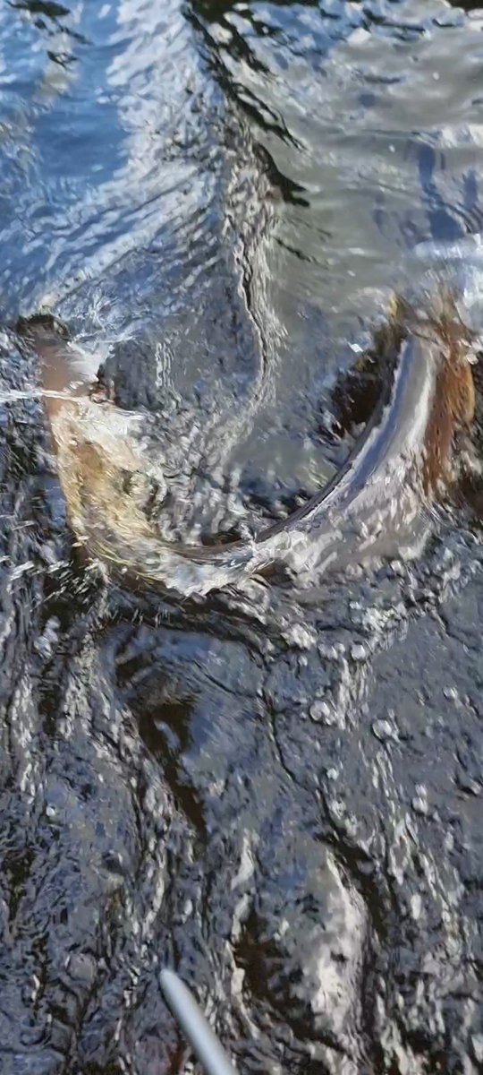 Ferrybryan's tweet image. The river was very good to me again  today and I landed this hen fish and released her to continue her journey after a few awkward photos.Waterlevel was just perfect.Met two other fish but they got away🤷‍♂️