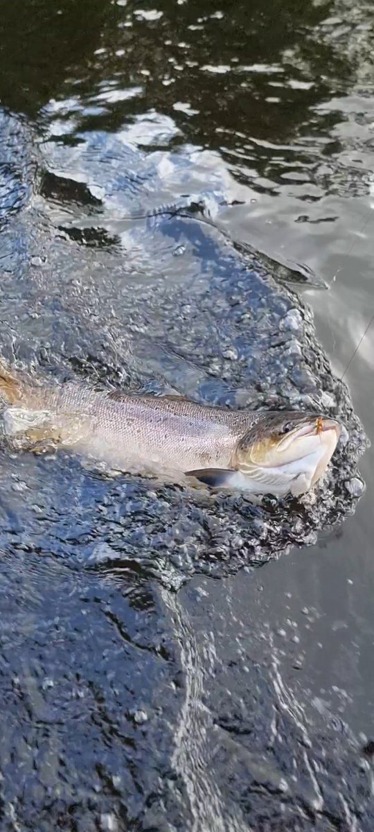 Ferrybryan's tweet image. The river was very good to me again  today and I landed this hen fish and released her to continue her journey after a few awkward photos.Waterlevel was just perfect.Met two other fish but they got away🤷‍♂️