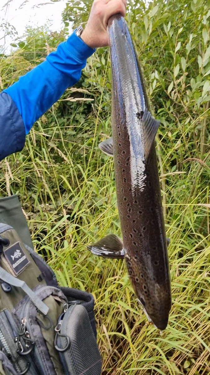 Ferrybryan's tweet image. The river was very good to me again  today and I landed this hen fish and released her to continue her journey after a few awkward photos.Waterlevel was just perfect.Met two other fish but they got away🤷‍♂️