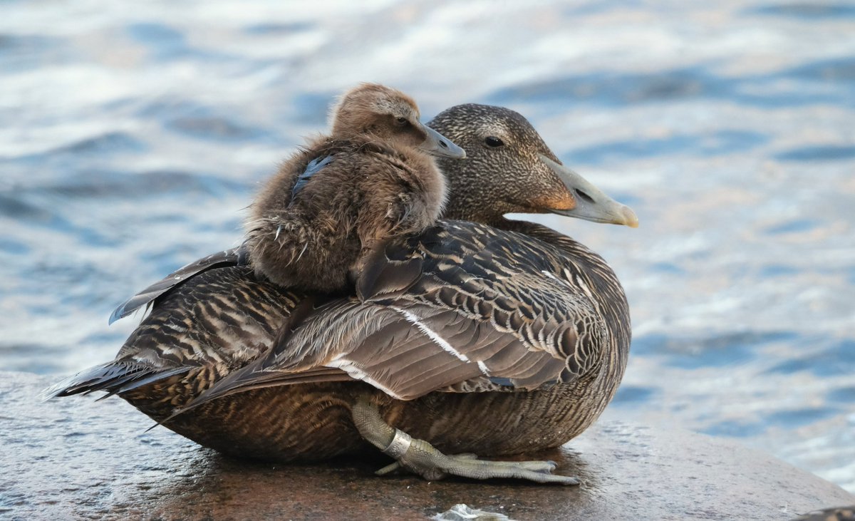 KnuuttilaS's tweet image. Mother and child union. #Eider #Helsinki #BalticSea #haahka #Lauttasaari