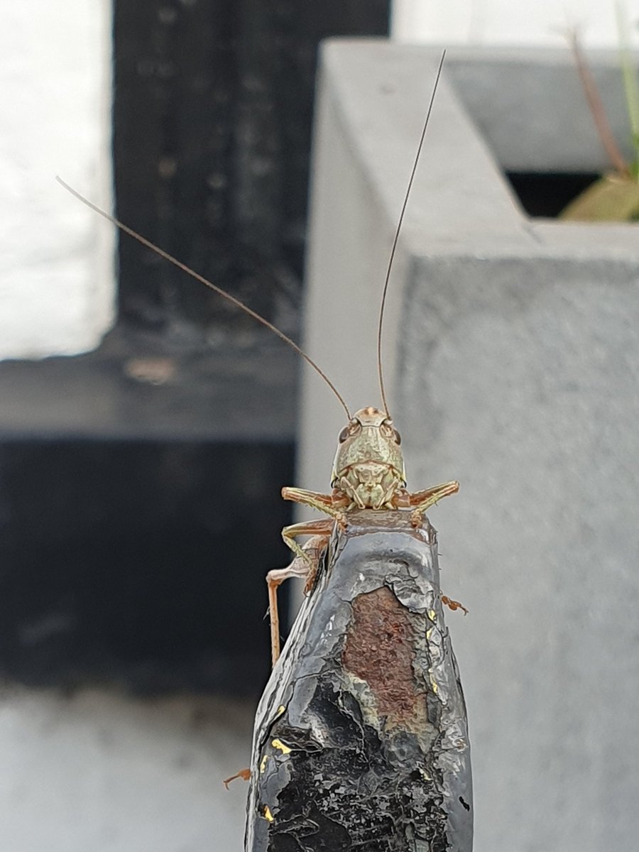 DrDoox's tweet photo. Made a new fren at the bus stop. Roselle's Bush Cricket. She beautiful π. #insects #bugfriends https://t.co/2OTAExhoAK