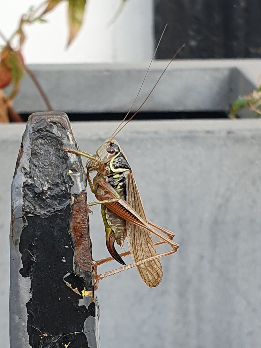 DrDoox's tweet photo. Made a new fren at the bus stop. Roselle's Bush Cricket. She beautiful π. #insects #bugfriends https://t.co/2OTAExhoAK