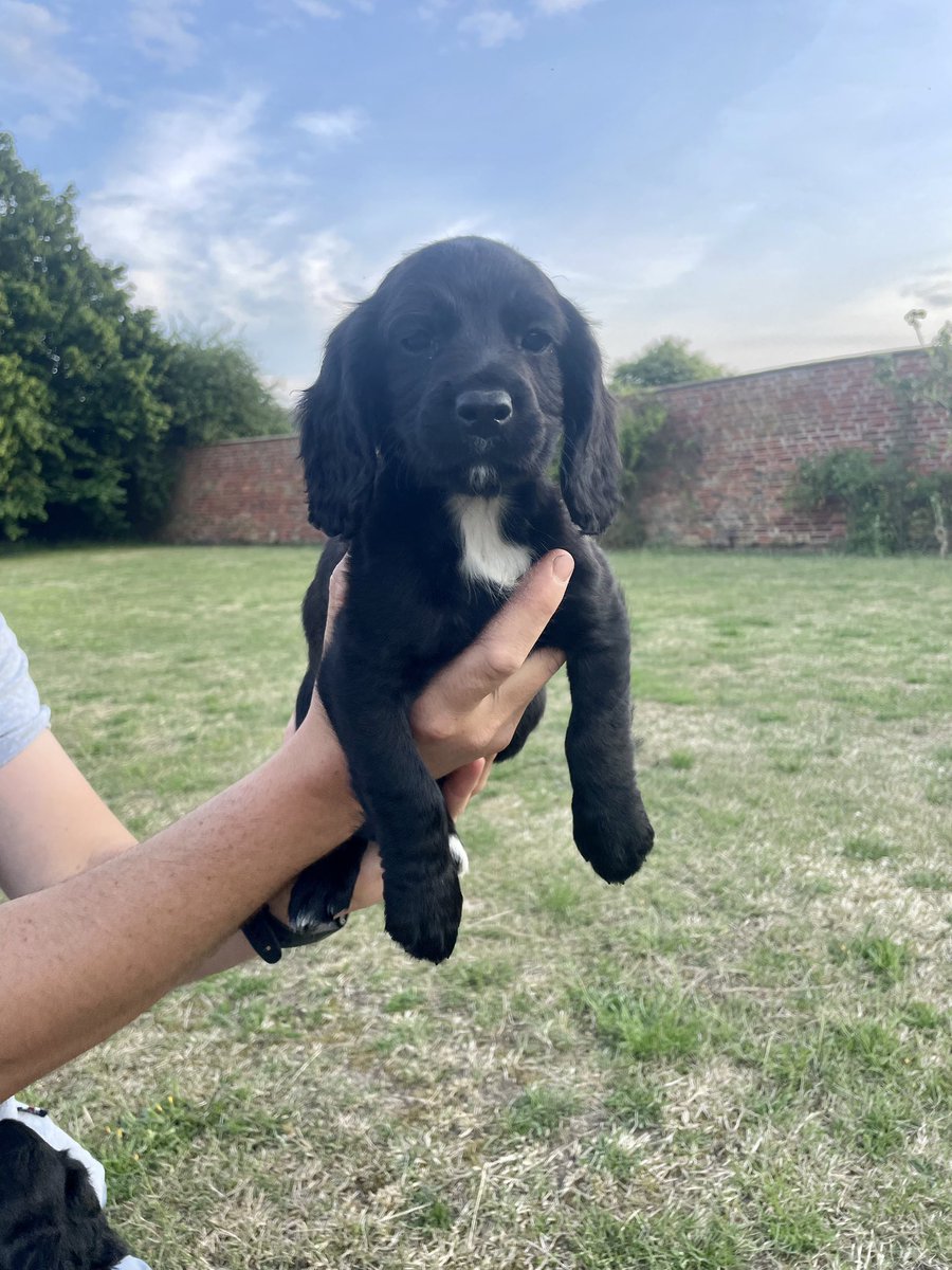 macfarlane_2's tweet photo. Our working cocker spaniel puppies are looking for working or active homes. Trials champ and winner breeding lines, KC registered, microchipped, vet checked, worm &amp; flea treated. Please message for more details - please share 

https://t.co/LHqlwyHGMl https://t.co/Ea0Akg68gg