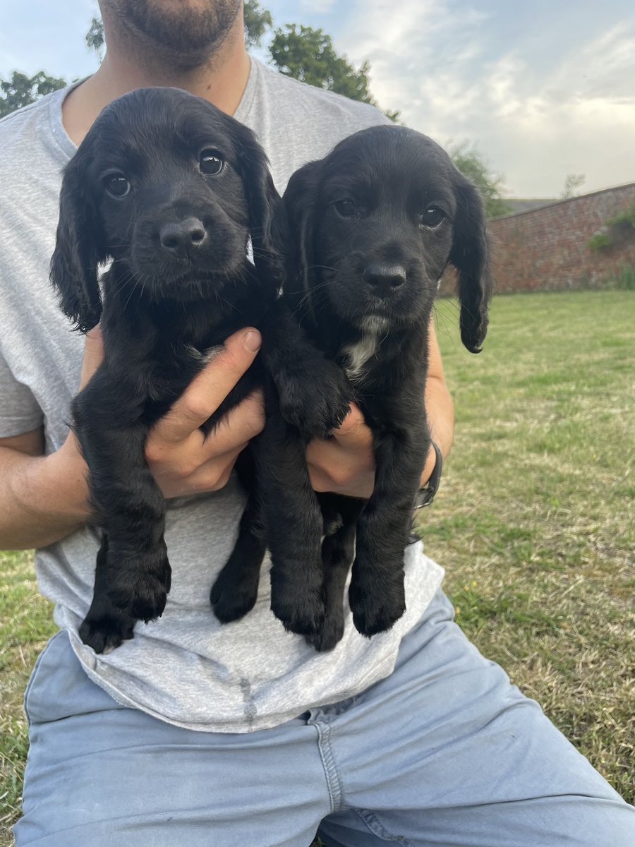 macfarlane_2's tweet photo. Our working cocker spaniel puppies are looking for working or active homes. Trials champ and winner breeding lines, KC registered, microchipped, vet checked, worm &amp; flea treated. Please message for more details - please share 

https://t.co/LHqlwyHGMl https://t.co/Ea0Akg68gg
