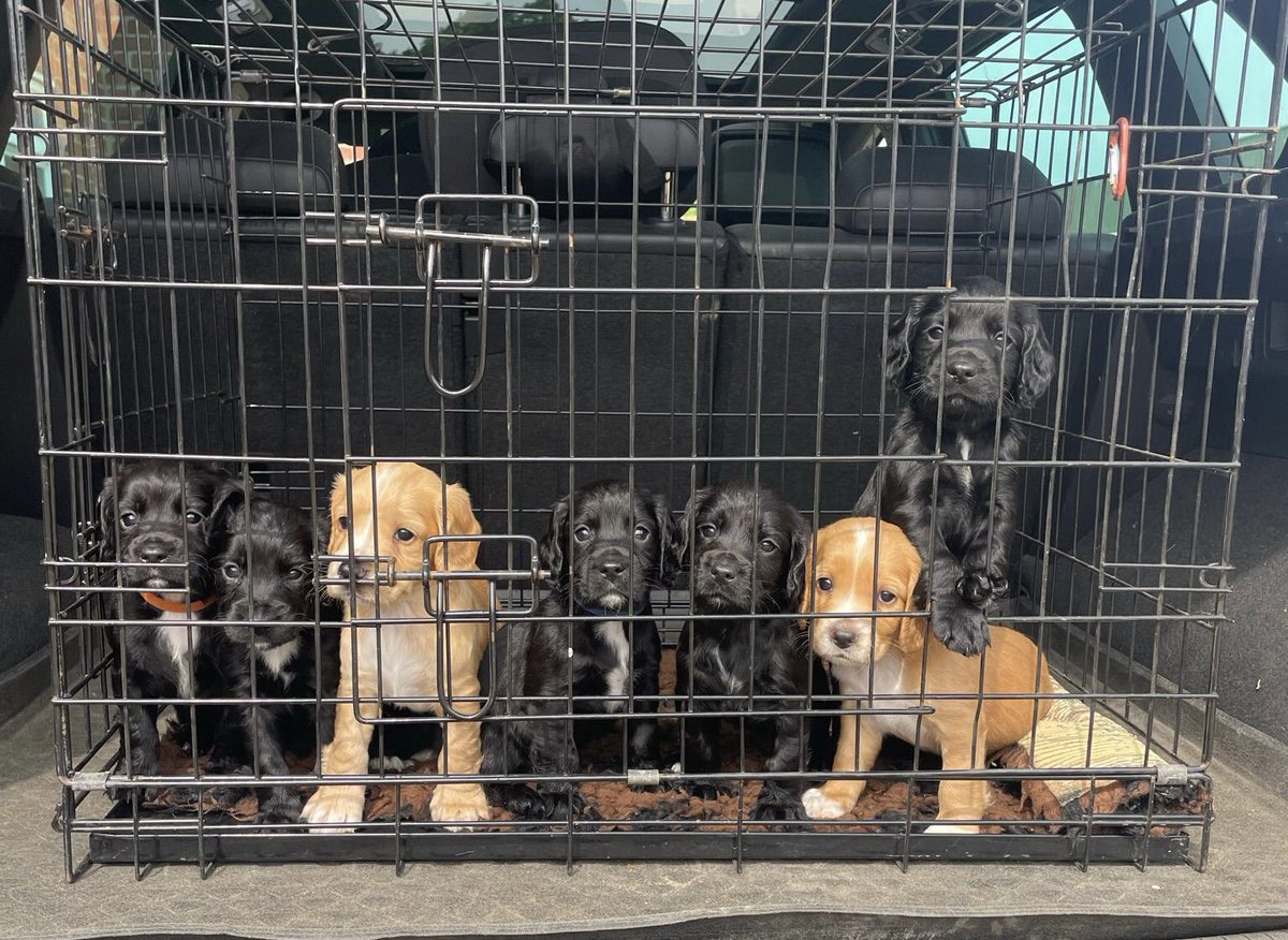 macfarlane_2's tweet photo. Our working cocker spaniel puppies are looking for working or active homes. Trials champ and winner breeding lines, KC registered, microchipped, vet checked, worm &amp; flea treated. Please message for more details - please share 

https://t.co/LHqlwyHGMl https://t.co/Ea0Akg68gg