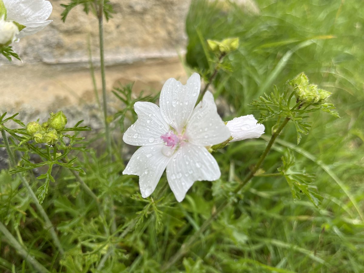 Musk mallow I think! #wildflowerID #wildflowerhour - spotted in Ellerton #Yorkshire