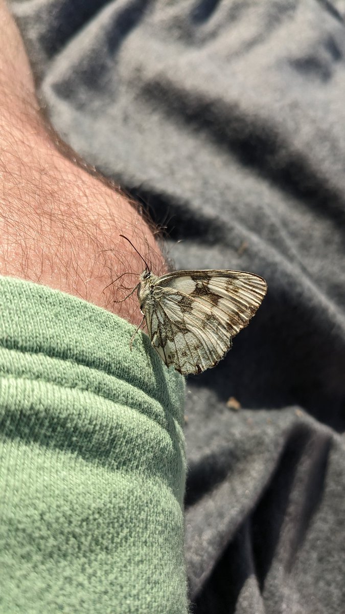 Und für <a href="/timjope/">Tim Jope</a> noch ein wenig Knie mit Schmetterling!