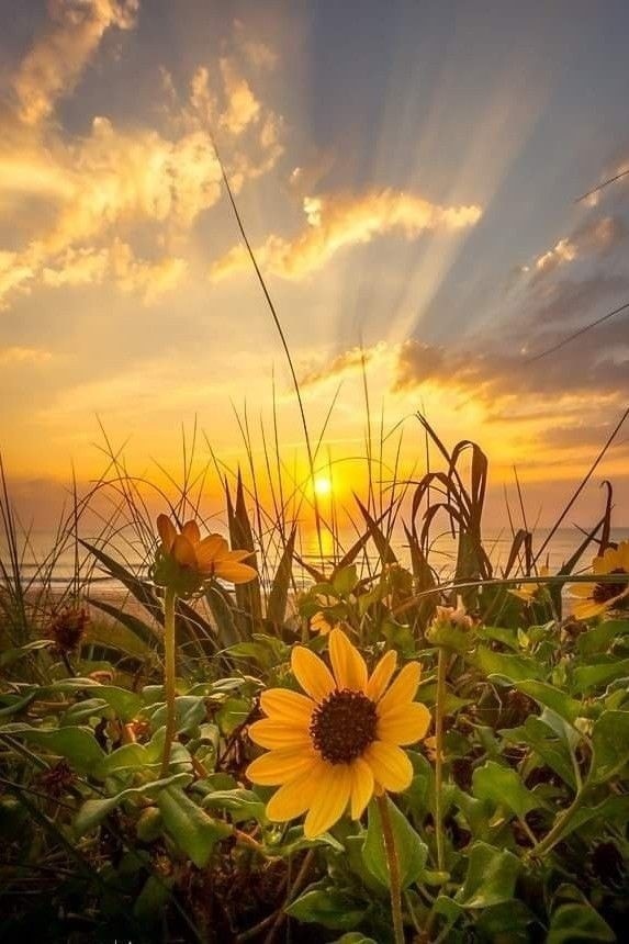 MinaCorvinus's tweet image. 🇫🇮❤️🇺🇦