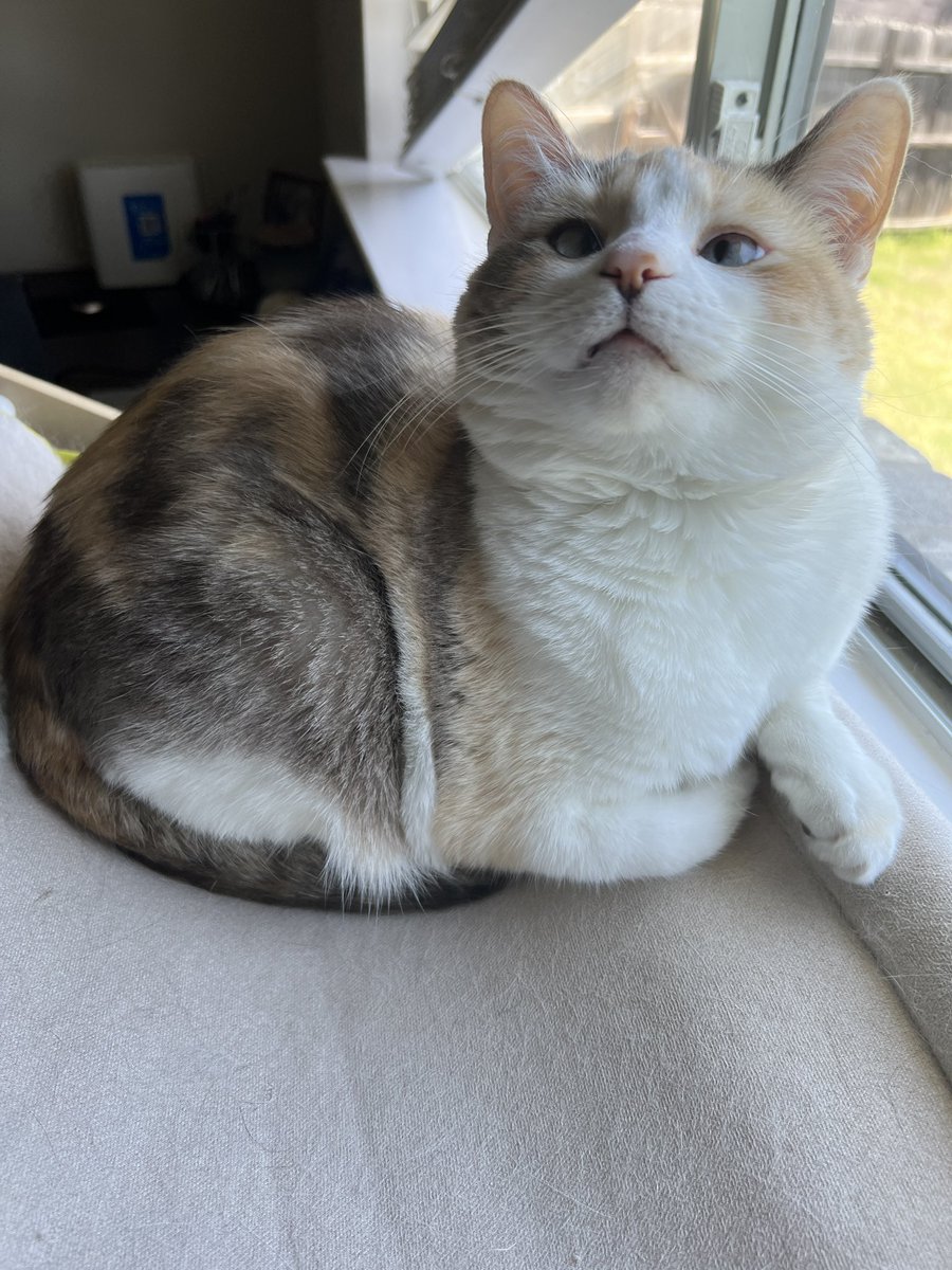 fatfatpankocat's tweet photo. Panko was very kind to the guest last night and definitely did not hiss at anyone (she held a gun to my head as I wrote this pls help me) https://t.co/BzDGsbexx9