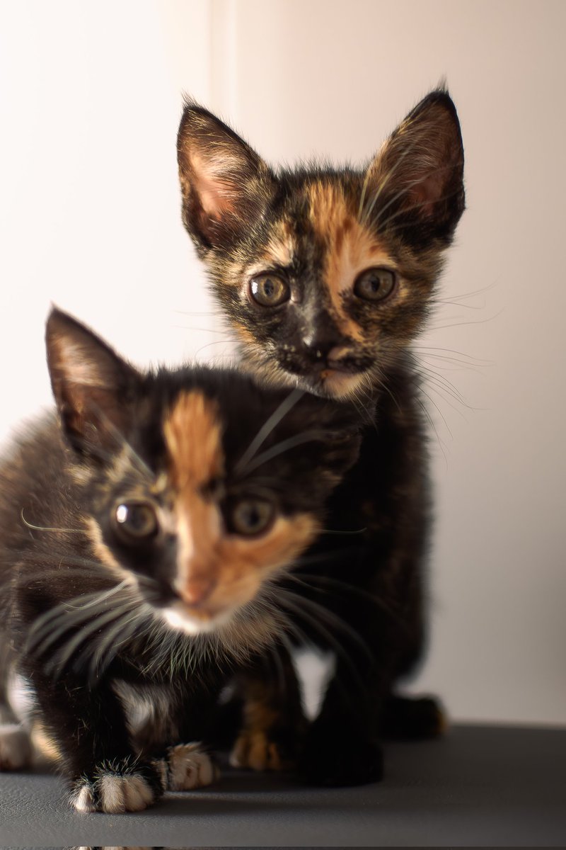 NorthArder's tweet photo. Mis dos loquitas https://t.co/kMOSWJi0ya