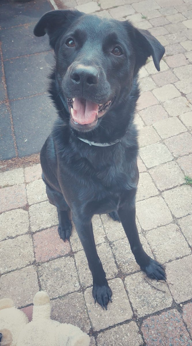 DeRavissante's tweet photo. Tarzan zoekt zijn Jane. Al een jaar wordt hij niet uitgelaten want zijn oudere eigenares kan het niet meer. Hoog tijd voor Tarzan om een nieuwe eigenaar te krijgen die hem mee op avontuur neemt en hem hond laat zijn zoals het hoort. 

RT aub!! 🙏❤️ https://t.co/ixORMZokKo