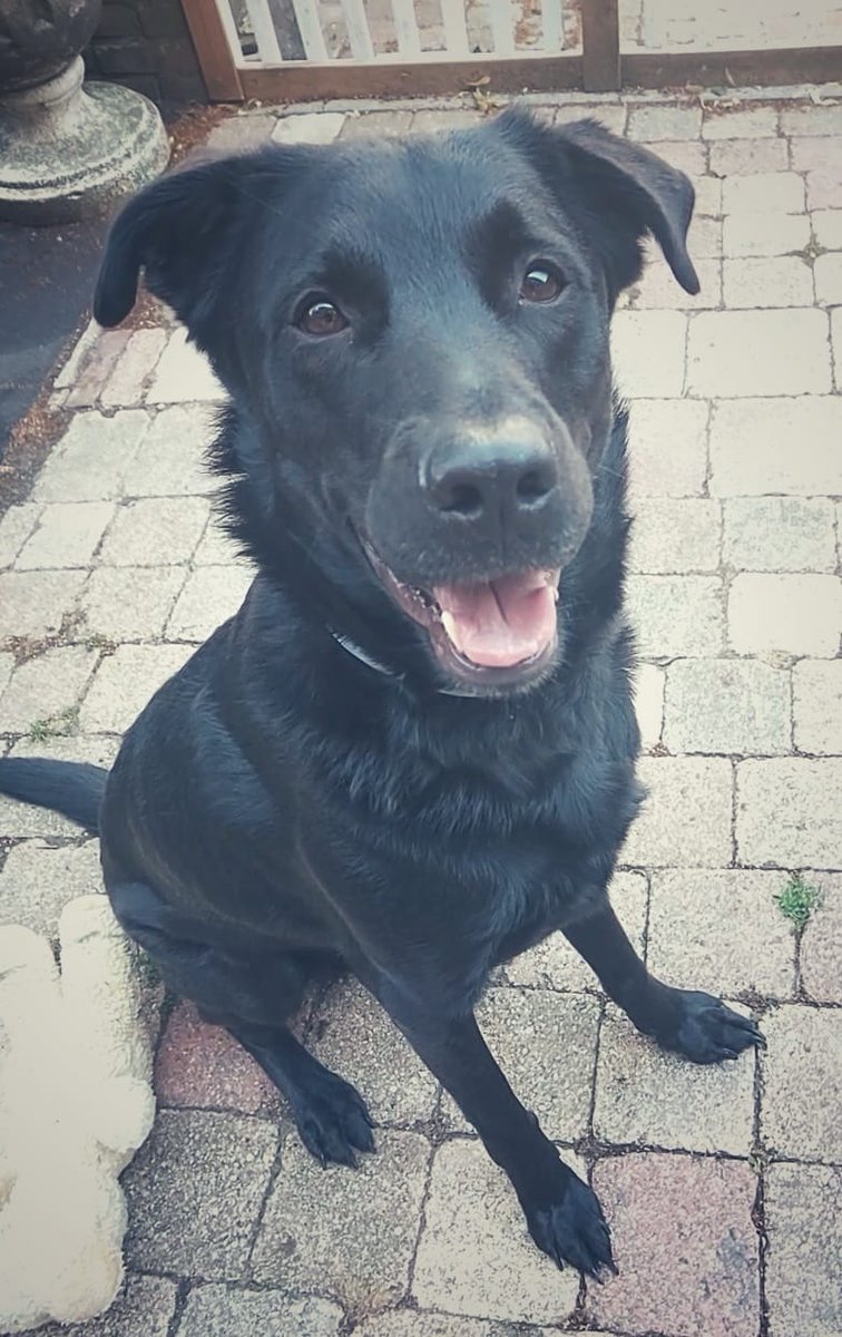 Tarzan zoekt zijn Jane. Al een jaar wordt hij niet uitgelaten want zijn oudere eigenares kan het niet meer. Hoog tijd voor Tarzan om een nieuwe eigenaar te krijgen die hem mee op avontuur neemt en hem hond laat zijn zoals het hoort. 

RT aub!! 🙏❤️